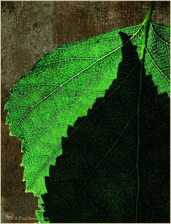 Birch Leaves Art Print featuring the photograph Back Light Birch Leaves 2 by Fred Denner