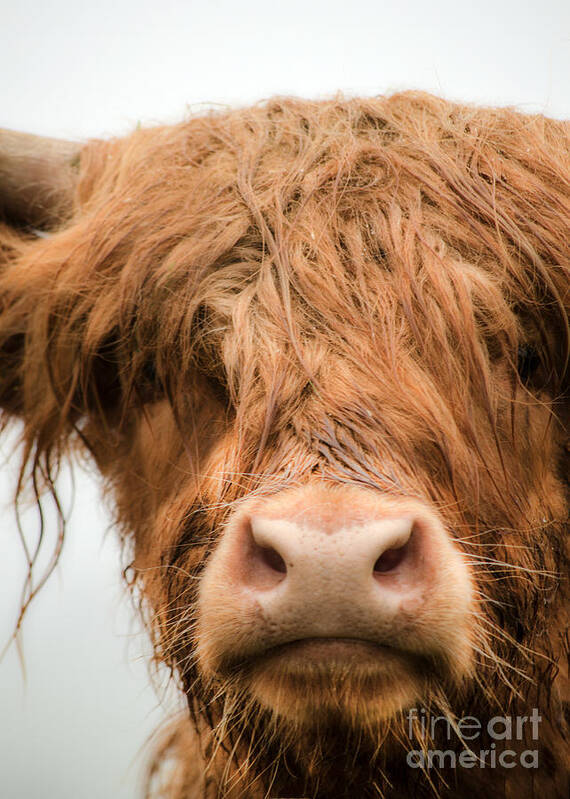 Linsey Williams Photography Art Print featuring the photograph Highland Cow, Bad hair day by Linsey Williams