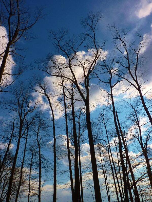 Sky Art Print featuring the photograph Bare Trees Fluffy Clouds by Jeanette Oberholtzer