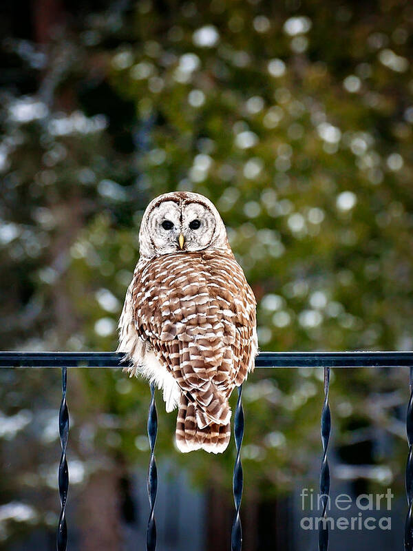 Barred Owl Print Art Print featuring the photograph Barred Owl Print by Gwen Gibson