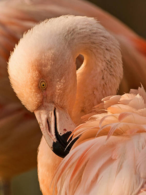 American Flamingo Art Print featuring the photograph Basking in the Light by Theo OConnor