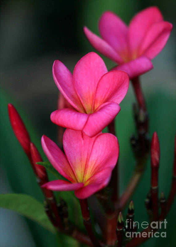  Art Print featuring the photograph Beautiful Red Plumeria by Sabrina L Ryan