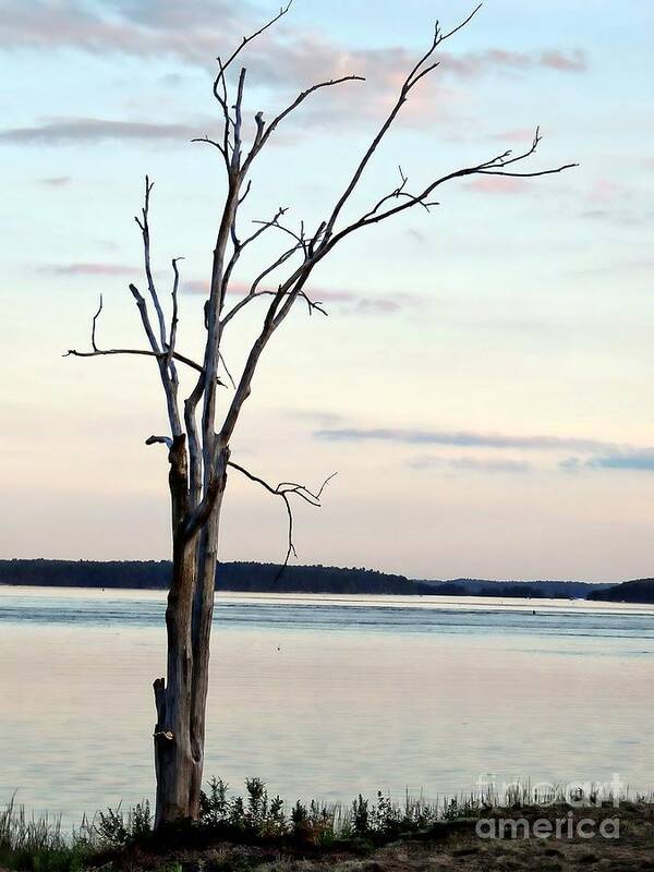 Marcia Lee Jones Art Print featuring the photograph Beauty Of A Bare Tree by Marcia Lee Jones