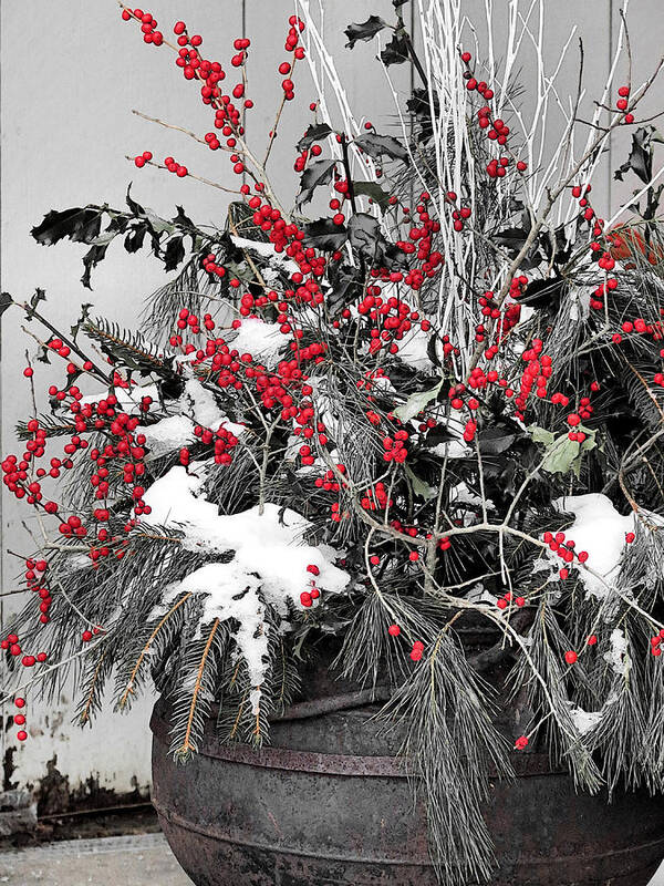 Red Berries Art Print featuring the photograph Berries and Pines in Old Metal Pot by Janice Drew