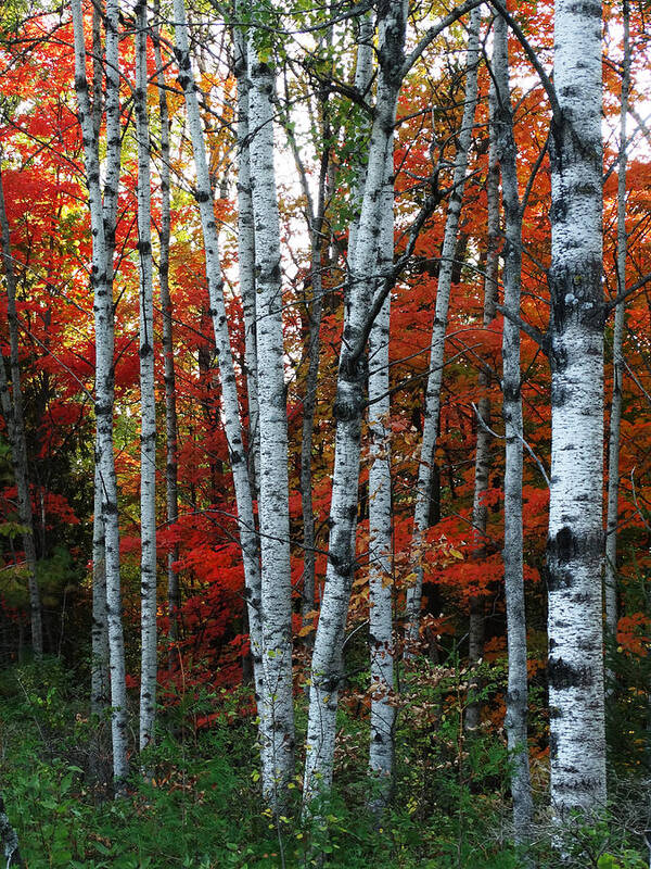 Birch Art Print featuring the photograph Birch Cluster in Fall by David T Wilkinson