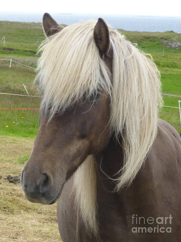 Horse Art Print featuring the photograph Black Icelandic Horse II by Maxine Kamin