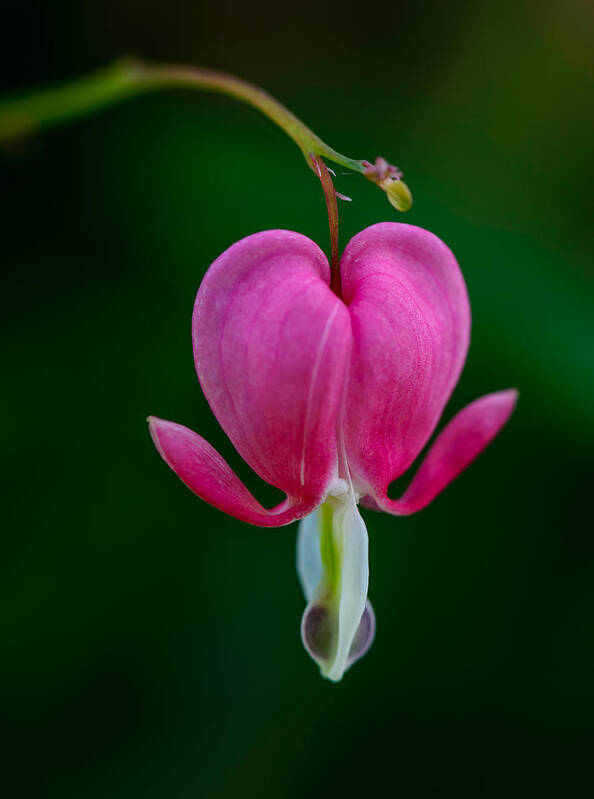 Flower Art Print featuring the photograph Bleeding Heart by Robert Mitchell