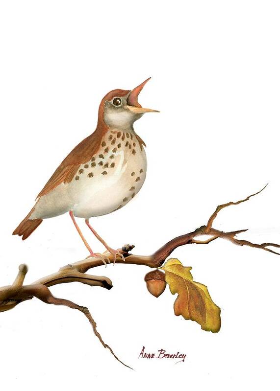Wood Thrush Art Print featuring the painting Bluble' by Anne Beverley-Stamps