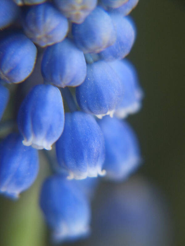 Muscari Art Print featuring the photograph Blue Blossoms by Jackie Farnsworth