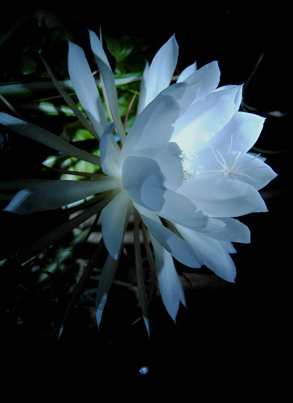 Nature Art Print featuring the photograph Blue Cereus by Vallee Johnson