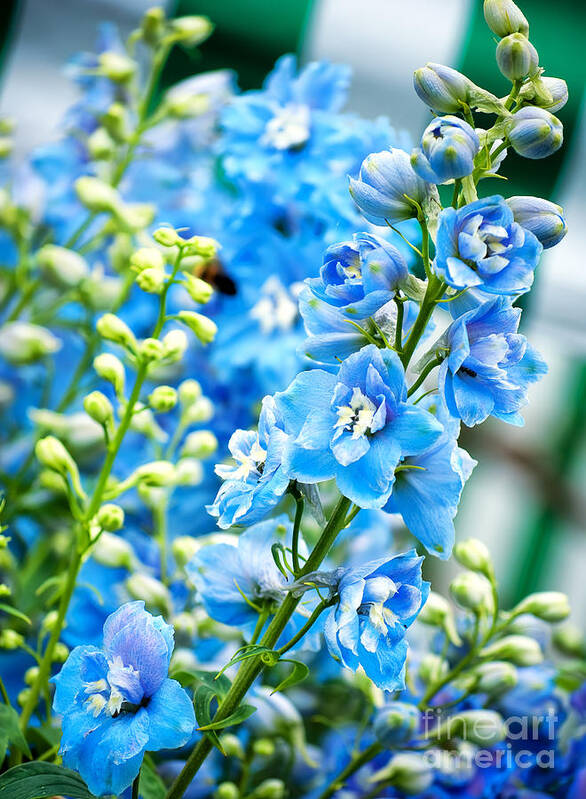 Natural Art Print featuring the photograph Blue Flowers by Antony McAulay