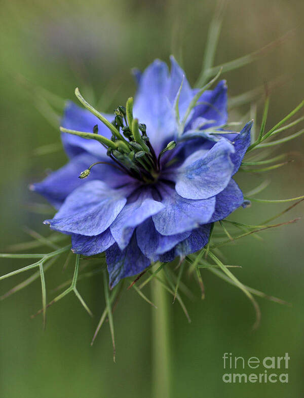 Love In The Mist Art Print featuring the photograph Blue Love by Joy Watson