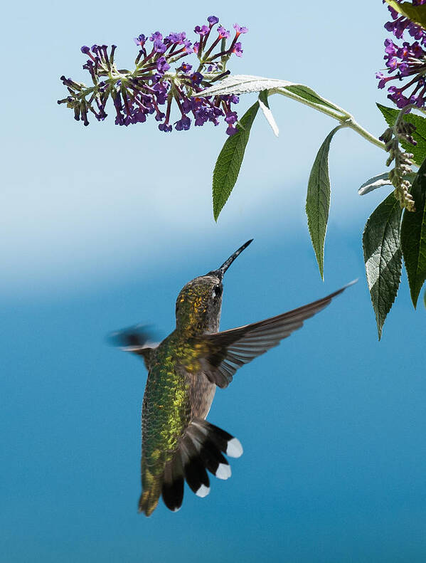 Hummingbird Art Print featuring the photograph Blue Ridge Hummingbird by Lara Ellis