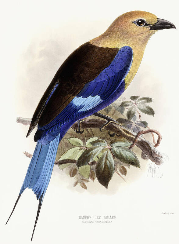 Bird Art Print featuring the painting Bluebellied Roller by Johan Gerard Keulemans