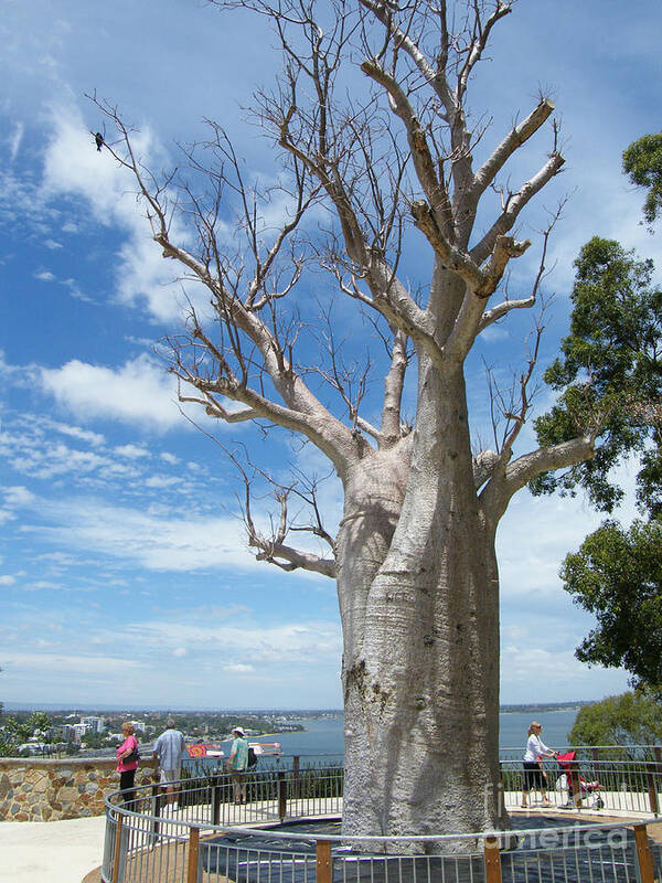 Australia Art Print featuring the photograph Boab Tree - Perth- Western Australia by Phil Banks