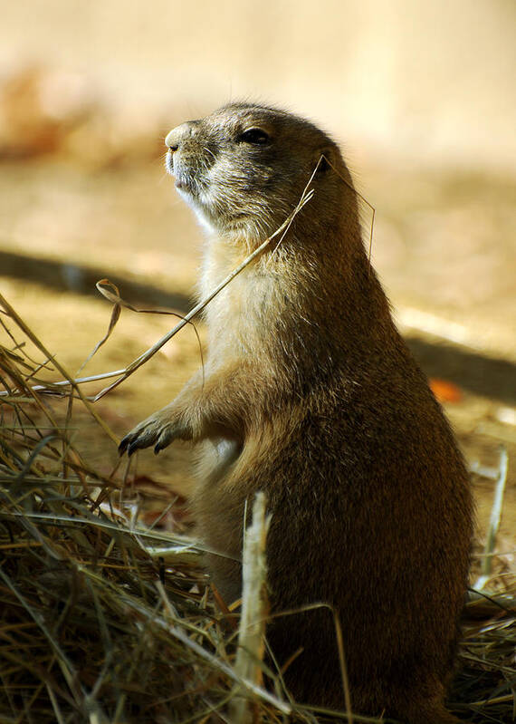 Prairie Dog Art Print featuring the photograph Born on the Prairie by Rebecca Sherman