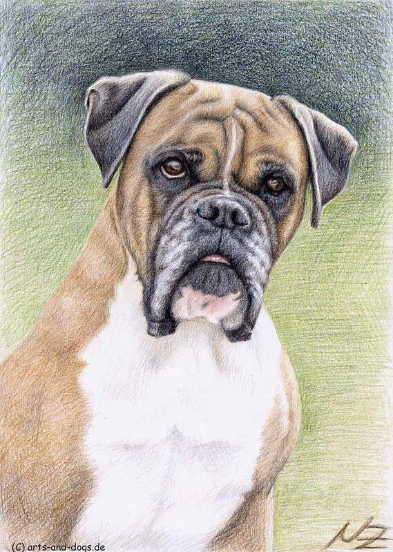 Dog Art Print featuring the drawing Boxer Portrait by Nicole Zeug