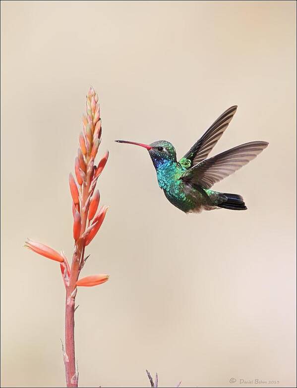 Broad Billed Art Print featuring the photograph Broad Billed Hummingbird by Daniel Behm