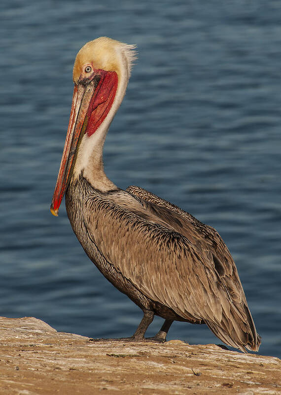 Photography Art Print featuring the photograph Brown Pelican Portrait 2 by Lee Kirchhevel