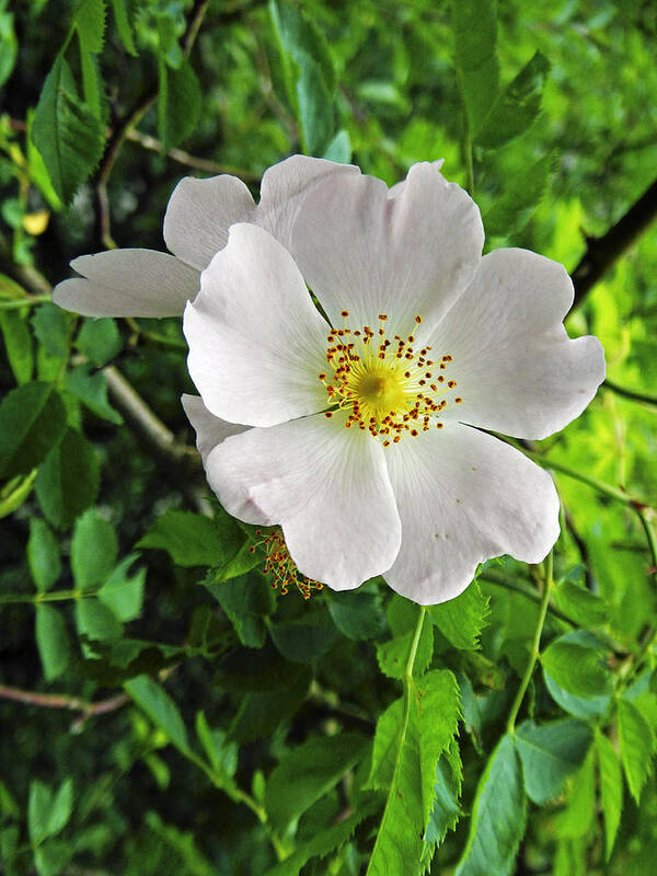 Britain Art Print featuring the photograph Burnet Rose - Rosa pimpinellifolia by Rod Johnson