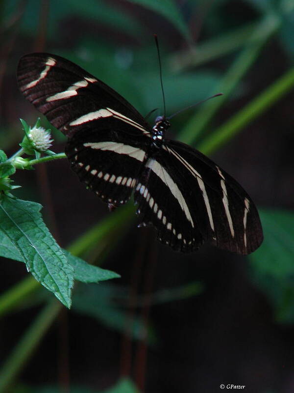 Art For The Wall...patzer Photography Art Print featuring the photograph Butterfly Art 2 by Greg Patzer