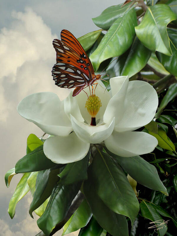 Magnolia Art Print featuring the photograph Butterfly on Magnolia Blossom by M Spadecaller