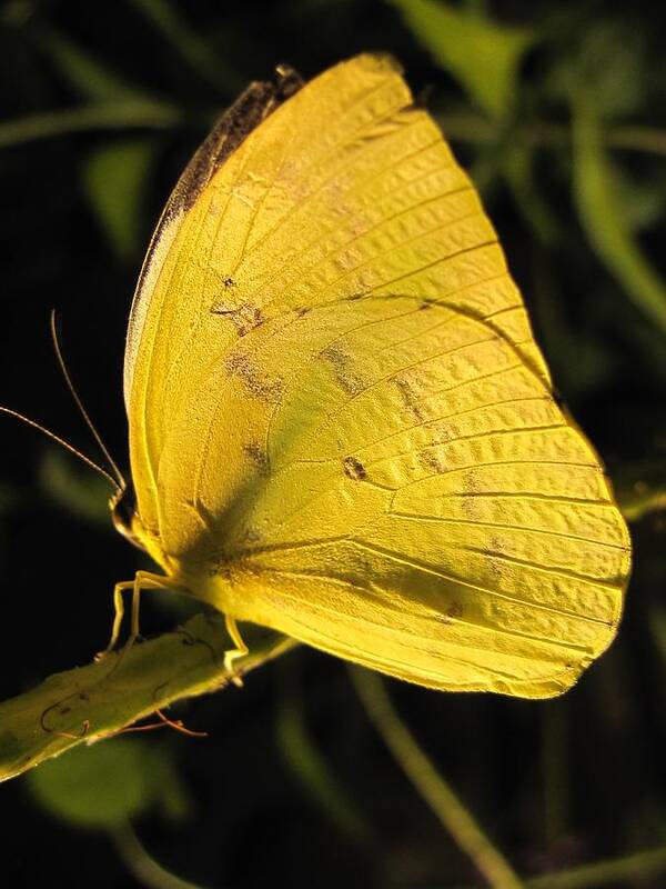 Wings Art Print featuring the photograph Butterscotch by Jennifer Wheatley Wolf