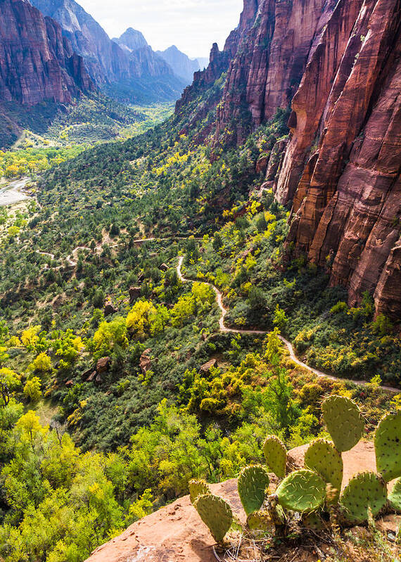 Zion Art Print featuring the photograph Cacti View of Zion by Silken Photography