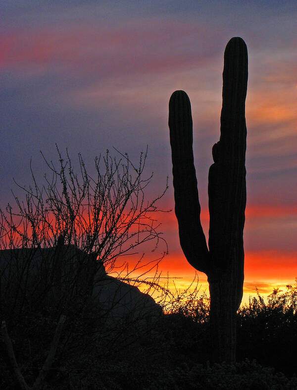 Cactus Art Print featuring the photograph Cactus at Sunset by Marcia Socolik