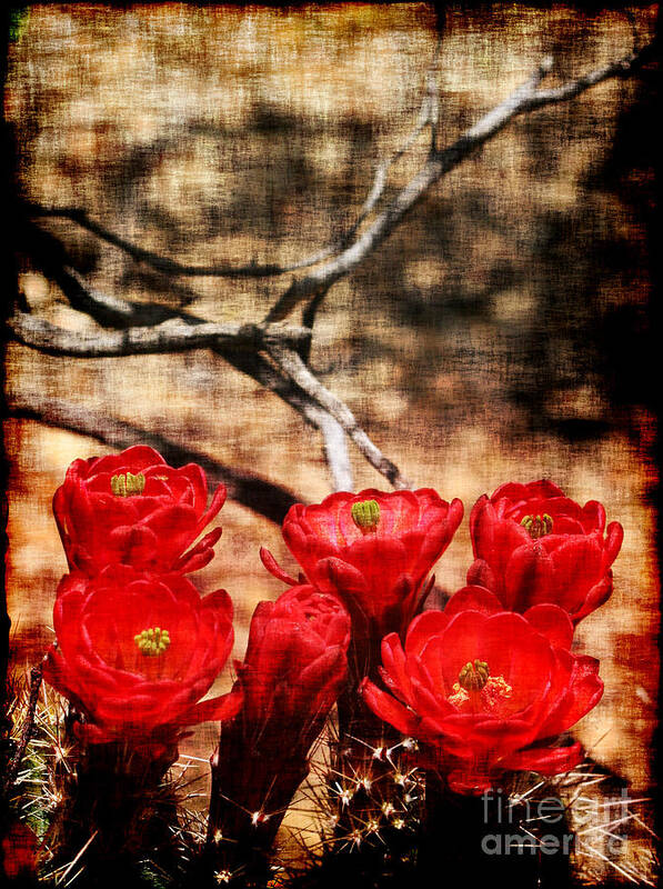 Cactus Art Print featuring the photograph Cactus Flowers 2 by Julie Lueders 