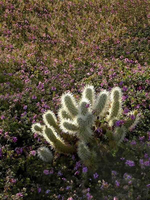 Cactus Art Print featuring the photograph Cactus Surprise by Carolyn Jacob