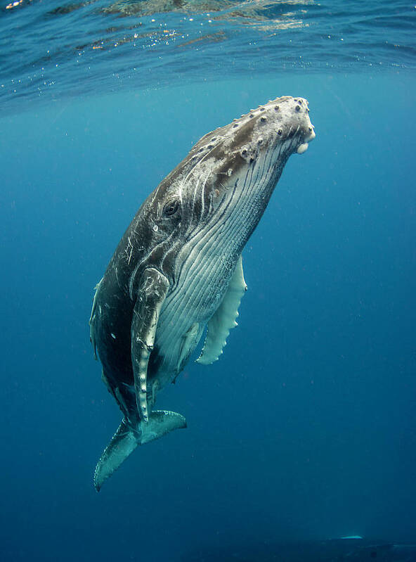 Underwater Art Print featuring the photograph Calf Profile by By Wildestanimal