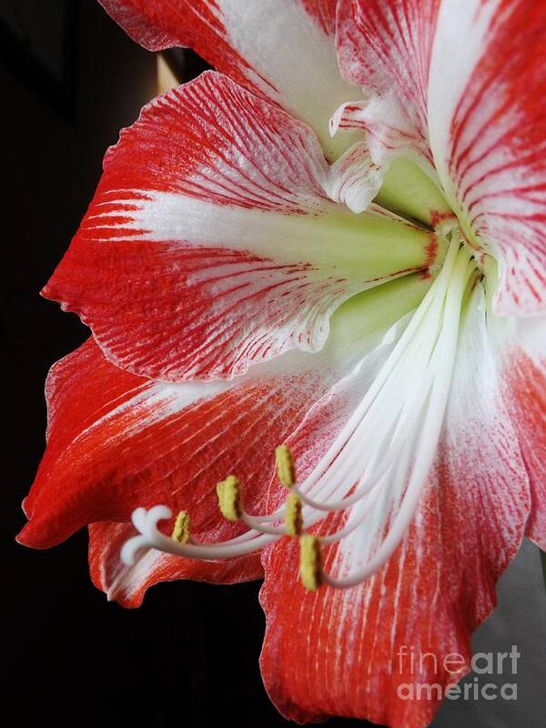 Red Art Print featuring the photograph Candy Cane Amaryllis by Brigitte Emme