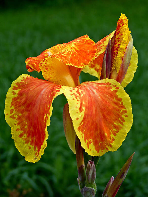 Macro Art Print featuring the photograph Canna Lily Portrait by Pete Trenholm