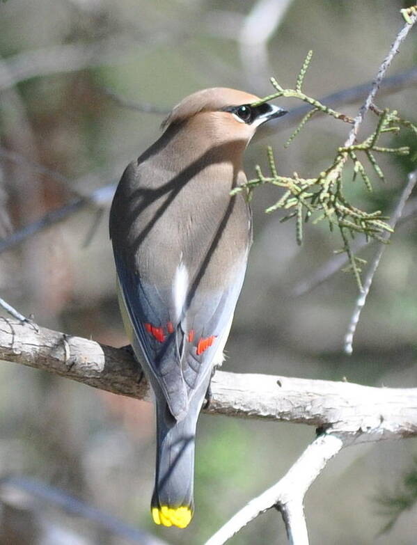 Cedar Waxwing Art Print featuring the photograph Cedar Waxwing by Frank Madia