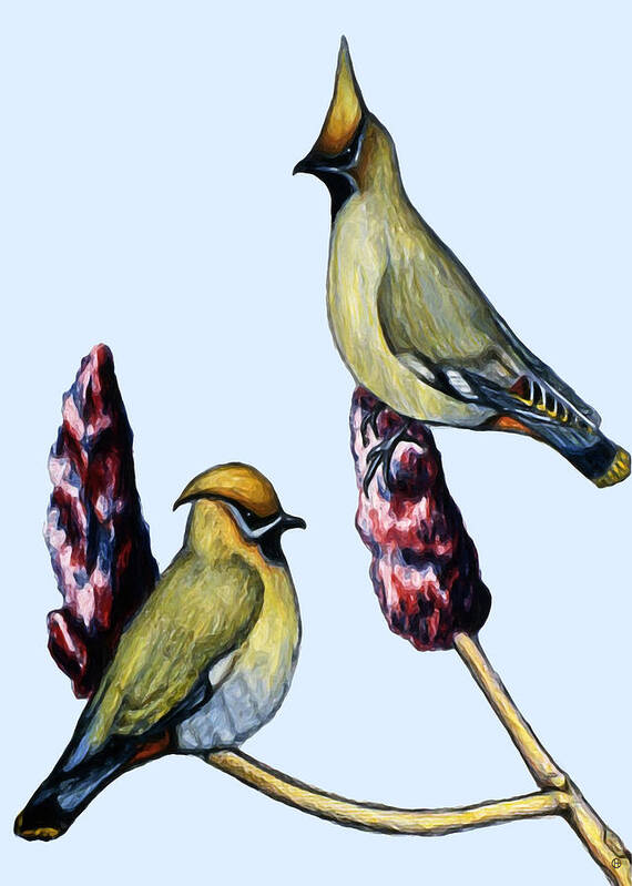 Cedar Waxwings Art Print featuring the digital art Cedar Waxwings by Gary Olsen-Hasek