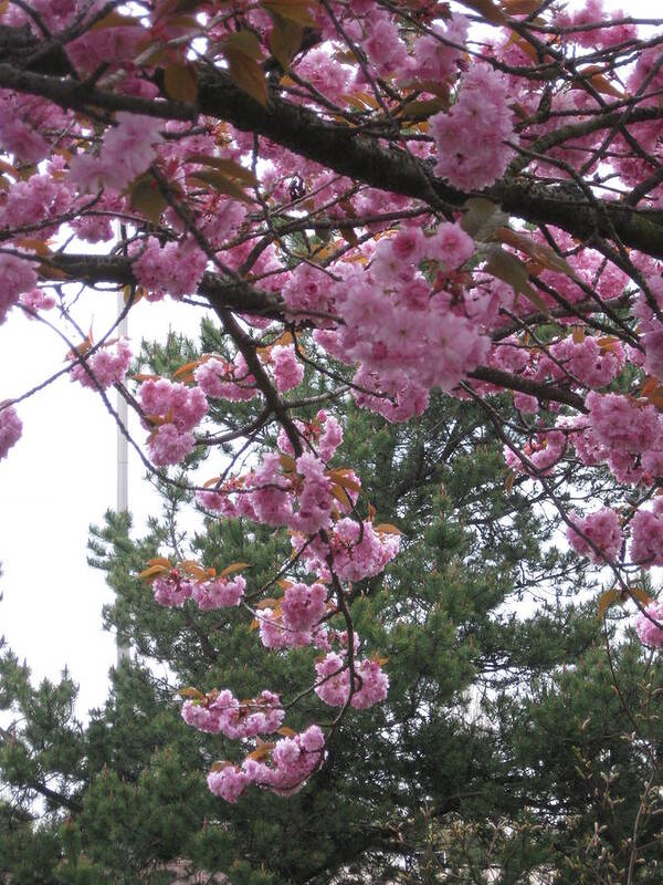 Cherry Blossoms Art Print featuring the photograph Cherry Blossoms 1 by David Trotter