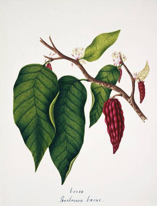 Plant Art Print featuring the photograph Chocolate Cocoa Plant by Natural History Museum, London/science Photo Library