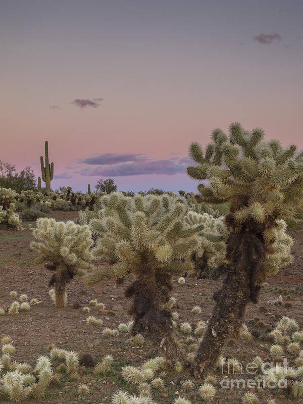 Sunset Art Print featuring the photograph Cholla Cactus Sunset by Tamara Becker