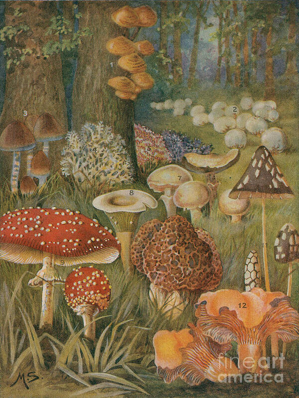 Eukarya Art Print featuring the photograph Citizens Of The Land Of Mushrooms by Science Source