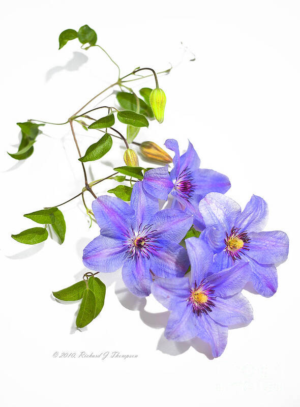 Clematis Art Print featuring the photograph Clematis by Richard J Thompson 
