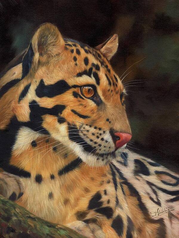 Clouded Leopard Art Print featuring the painting Clouded Leopard by David Stribbling