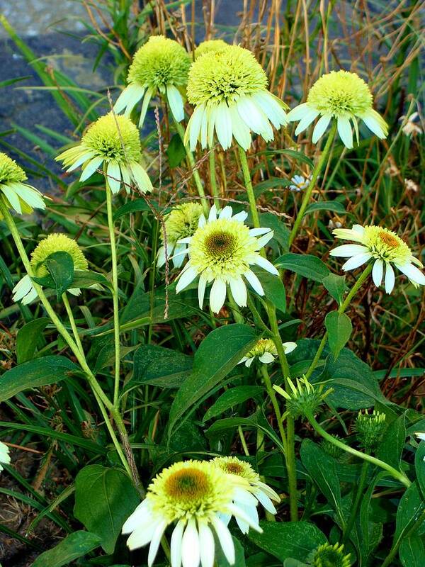 Coconut Lime Coneflower Art Print featuring the photograph Coconut Lime Coneflower by Anthony Seeker