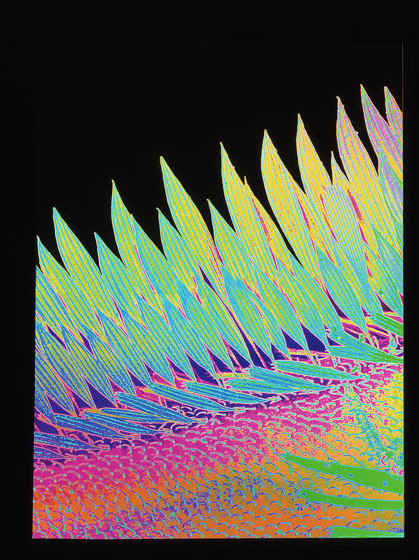 Wing Art Print featuring the photograph Coloured Sem Of Scale-like Hairs On Mosquito Wing by Science Photo Library