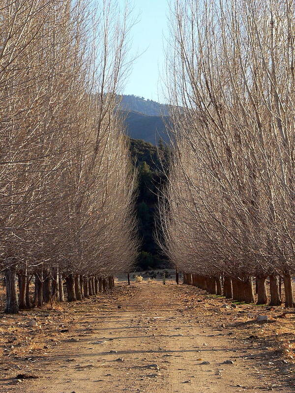 Lane Art Print featuring the photograph Country Tree Lane by Jeff Lowe