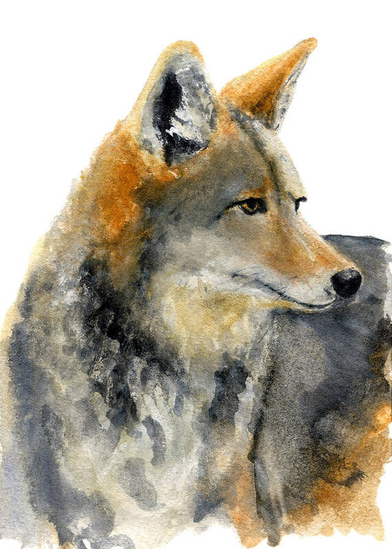 Coyote Art Print featuring the painting Coyote by Carlo Ghirardelli