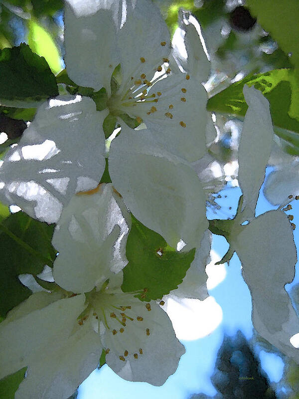 Tree Art Print featuring the photograph Crabapple Day by Kathy Bassett