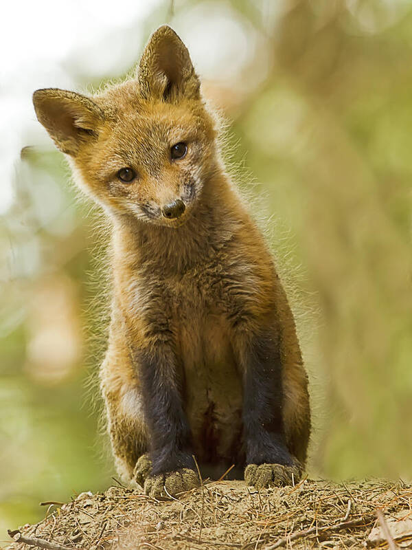 Red Fox Art Print featuring the photograph Curious Red Fox Kit by John Vose