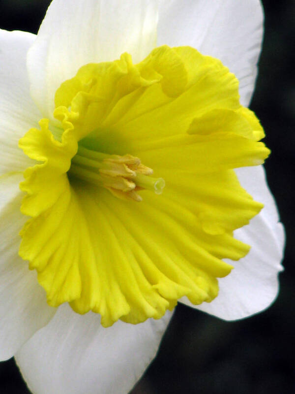 Daffodil Art Print featuring the photograph Daffodil 21 by Pamela Critchlow
