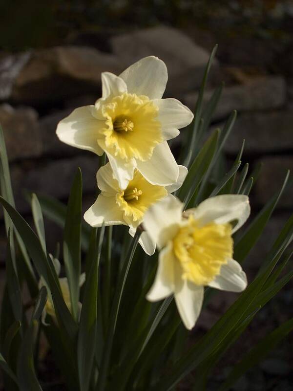 Daffodils Art Print featuring the photograph Daffs by Steve Ondrus